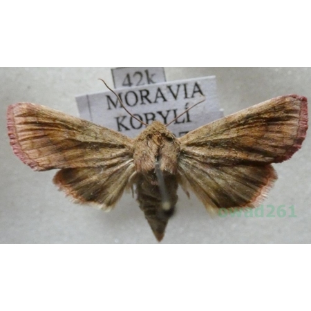 Pyrrhia purpura (Hübner, 1817) Czech42k